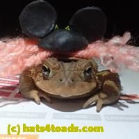 /home//u458753944/public_html/sourcegallery//Roxborough Toad Detour/2013-2019/2018/2018-04-13/P4130009.JPG